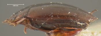 Media type: image;   Entomology 23907 Aspect: habitus lateral view